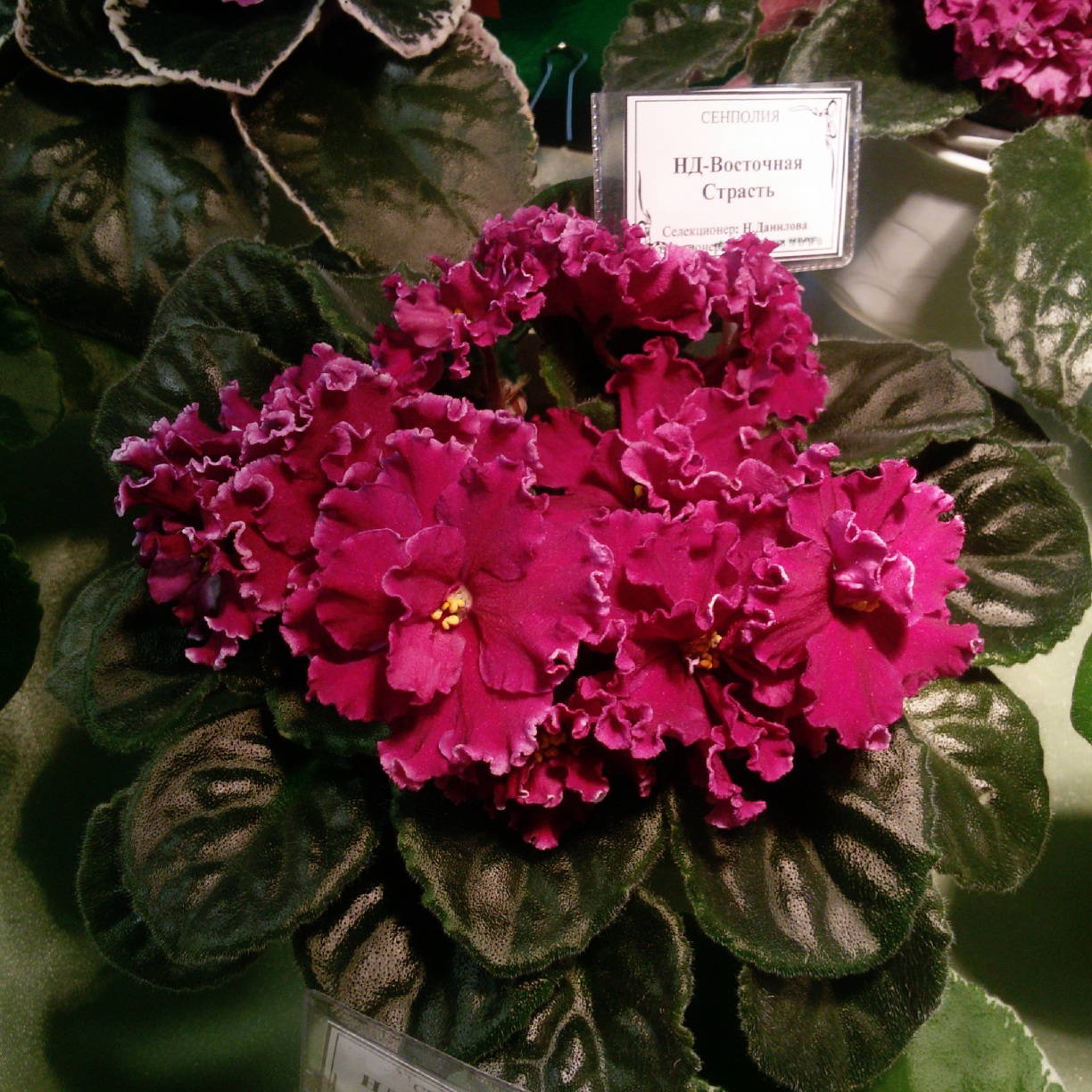 ND-Tortuga African violet leaf cutting Etsy